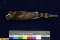 鳳頭蒼鷹藏品圖，第6張